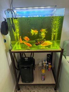 (Category: ) located in . Submitted by mokjojo1981 (Listing ID 1298171978, Image 1). Description: .