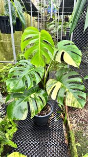 (Category: ) located in . Submitted by tropical931 (Listing ID 1298194926, Image 1). Description: .