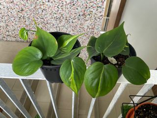 (Category: ) located in . Submitted by mzpink (Listing ID 1298132560, Image 1). Description: .
