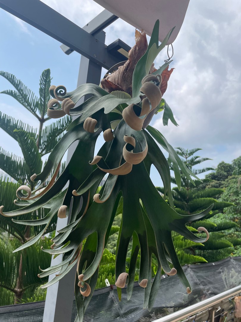 ビカクシダ　ホワイトホーク/ チランジア　ラブノット チランジアさん専用】white hawk ビカクシダ ホワイトホーク