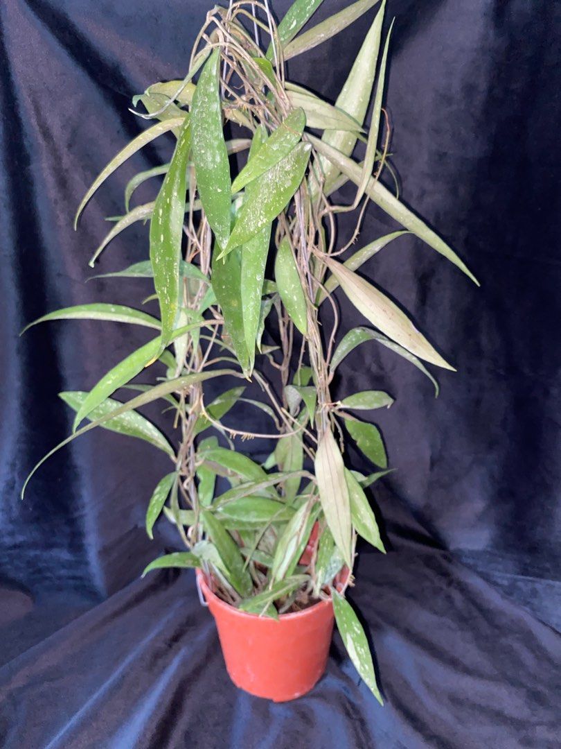 Rare Hoya Rindu Rafflesia Splash (Hoya sp bengkulu) Bushy Plant ...