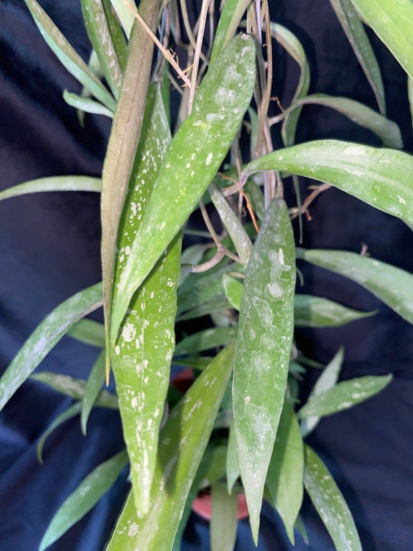 Rare Hoya Rindu Rafflesia Splash (Hoya sp bengkulu) Bushy Plant ...