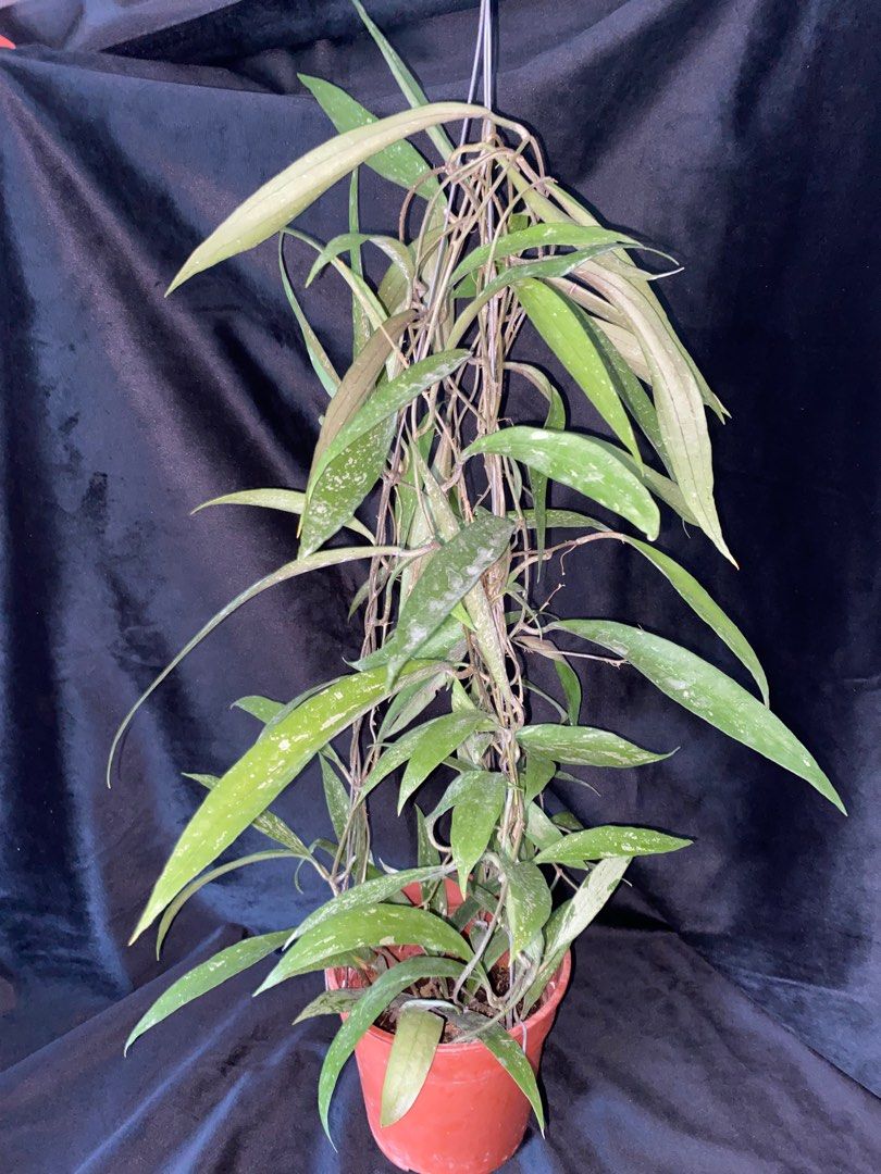 Rare Hoya Rindu Rafflesia Splash (Hoya sp bengkulu) Bushy Plant ...