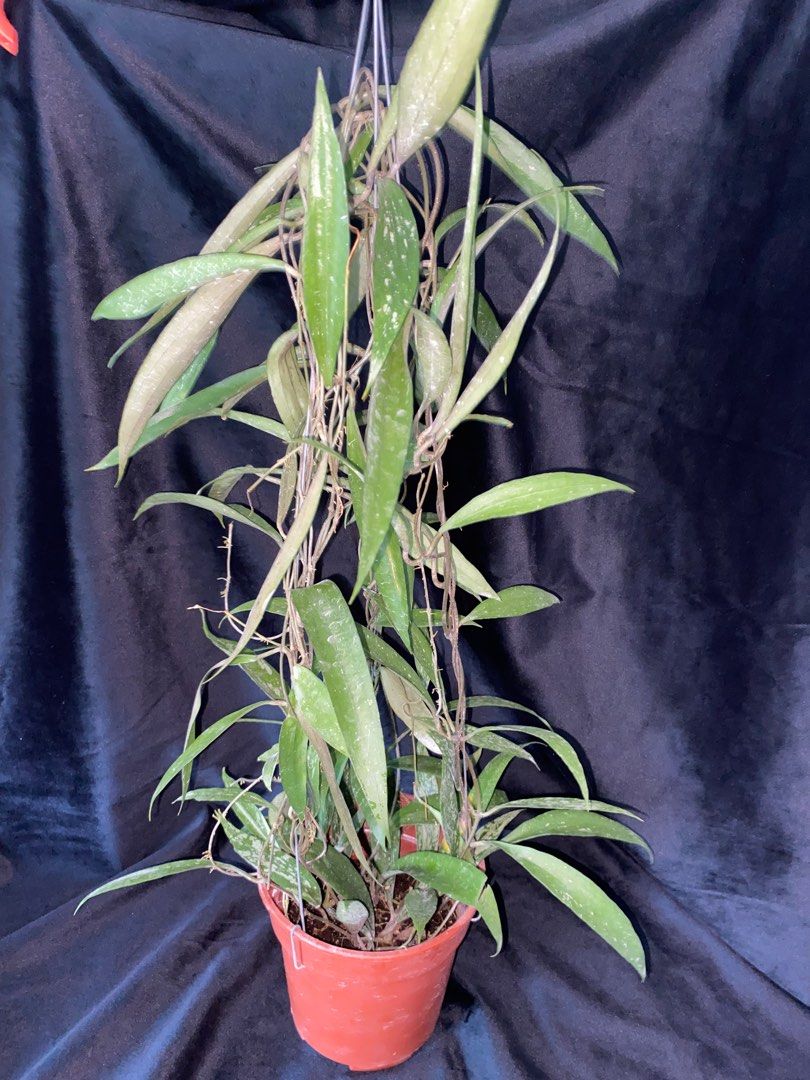 Rare Hoya Rindu Rafflesia Splash (Hoya sp bengkulu) Bushy Plant ...