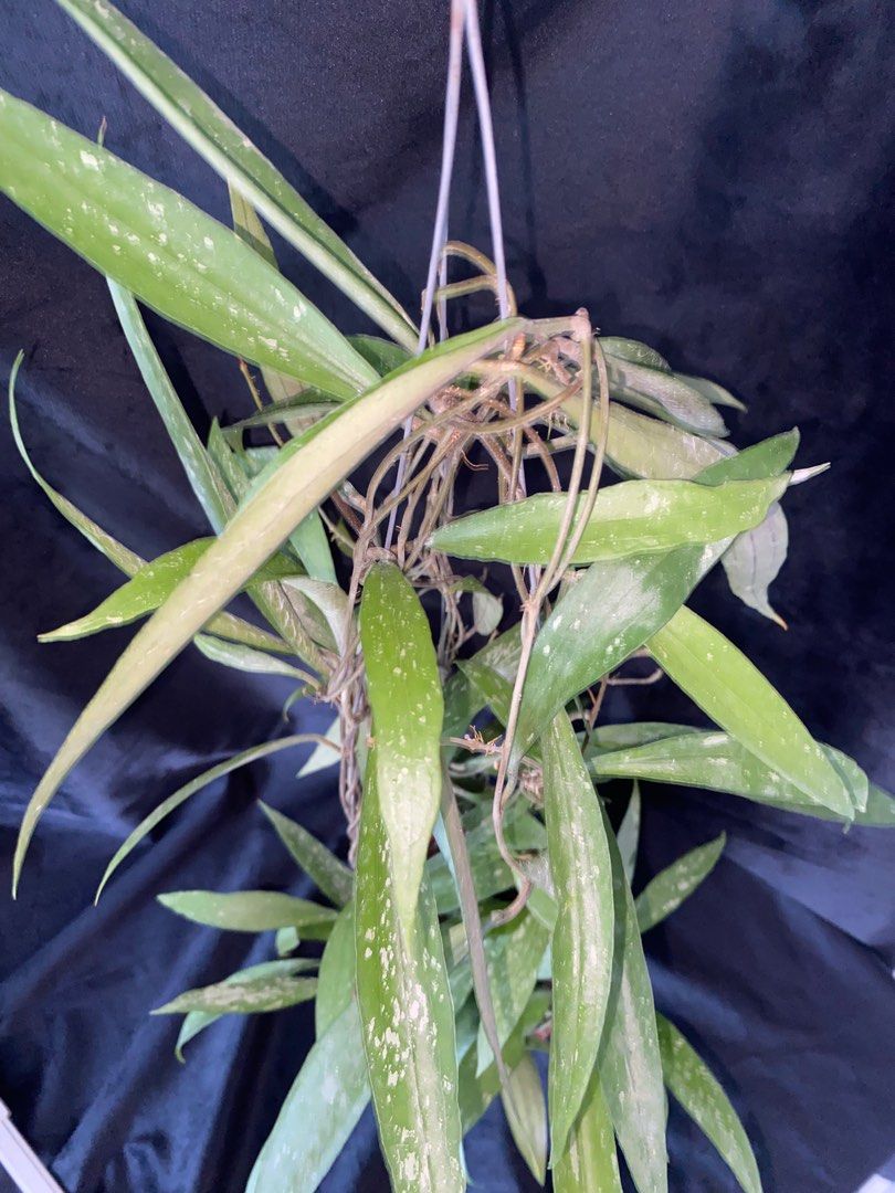 Rare Hoya Rindu Rafflesia Splash (Hoya sp bengkulu) Bushy Plant ...