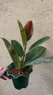Rubber tree with pots included