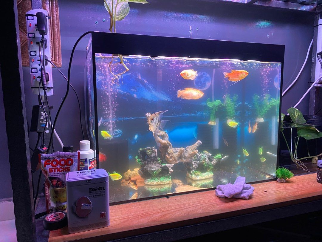 Marine Fish + 2ft Tank + Skimmer + Filter + Under Water Light Bulb +, Pet  Supplies, Homes & Other Pet Accessories on Carousell