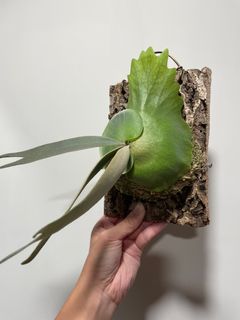 （分類：）位於 。 由 cl0601 提交（商品編號 1298373316，圖片 1）。簡介： 。