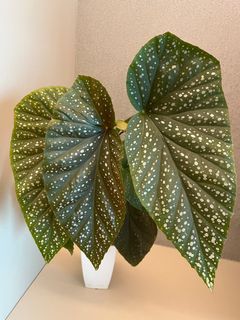 （分類：）位於 。 由 lorie008 提交（商品編號 1298395084，圖片 1）。簡介： 。