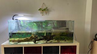 (Category: ) located in . Submitted by ner.cordero (Listing ID 1298352174, Image 1). Description: .