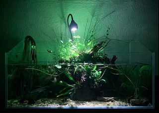 (Category: ) located in . Submitted by underwaterforest (Listing ID 1298431126, Image 1). Description: .