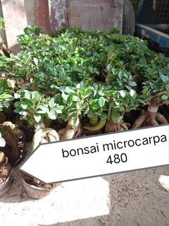 Bonsai microcarpa