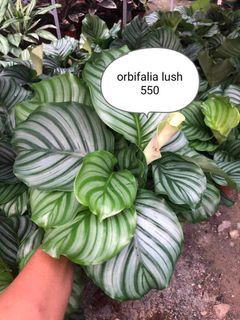 Calathea orbifalia