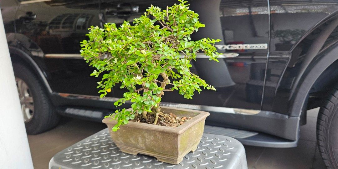 Small leaves () Grewia Occidentalis Bonsai(2), Furniture & Home Living,  Gardening, Plants & Seeds on Carousell