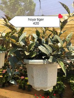 Hoya tiger