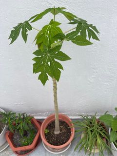 （分類：）位於 。 由 everyeer 提交（商品編號 1298385832，圖片 1）。簡介： 。