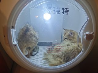 （分類：）位於 。 由 novice123 提交（商品編號 1298410617，圖片 1）。簡介： 。