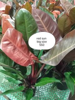 Red sun philodendron