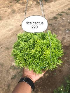 Rice cactus
