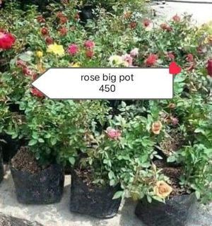 Rose big pot
