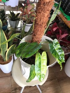 Variegated burle marx  potted in big white pot