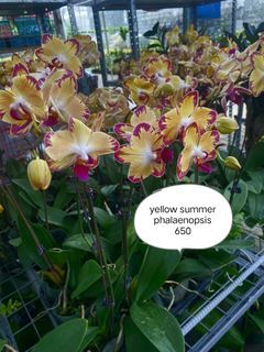 Yellow summer orchids