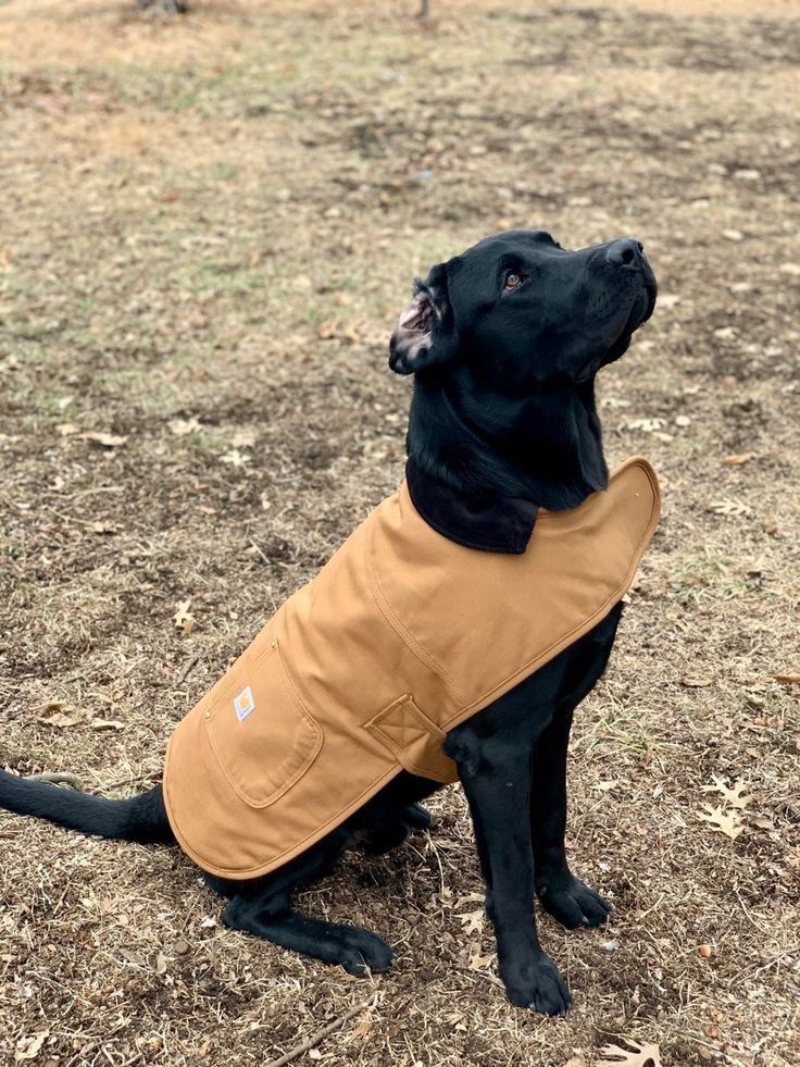 Carhartt Insulated Dog Chore Coat Pet Supplies Homes Other Pet Accessories on Carousell