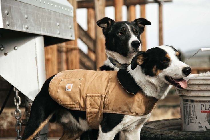 Carhartt Insulated Dog Chore Coat Pet Supplies Homes Other Pet Accessories on Carousell