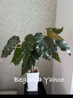 （分類：）位於 。 由 lorie008 提交（商品編號 1298719768，圖片 1）。簡介： 。