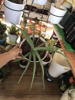 Aloe vera big