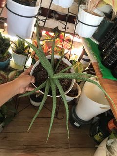 Aloe vera in white pot