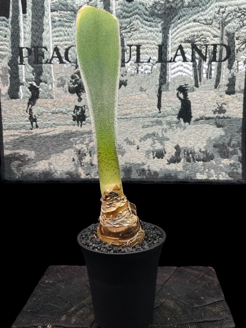 Haemanthus unifoliatus ssp 血蓮 Amaryllidaceae 石蒜科 Haemanthus 虎耳蘭屬, 傢俬＆家居 ...