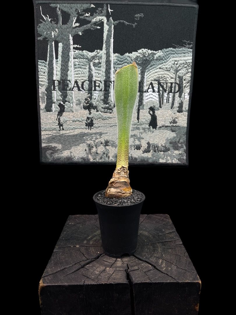 Haemanthus unifoliatus ssp 血蓮 Amaryllidaceae 石蒜科 Haemanthus 虎耳蘭屬, 傢俬＆家居 ...