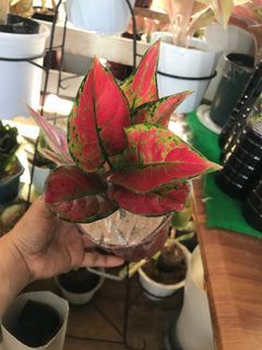 Aglaonema  red hengheng cute size