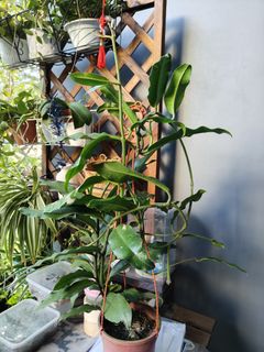 (Category: ) located in . Submitted by rachel73 (Listing ID 1298880303, Image 1). Description: .