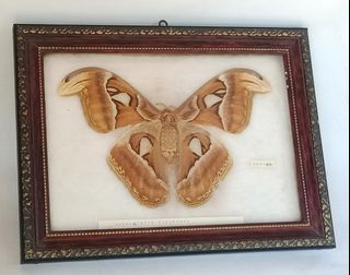 Preserved Brown Giant Moth in Vintage Frame Wall Decor