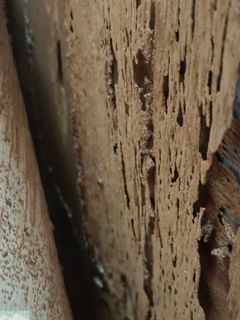 (Category: ) located in . Submitted by zackyvengance (Listing ID 1298865256, Image 1). Description: .
