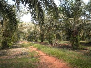 (Category: ) located in . Submitted by mohamadazrain (Listing ID 1298978942, Image 1). Description: .