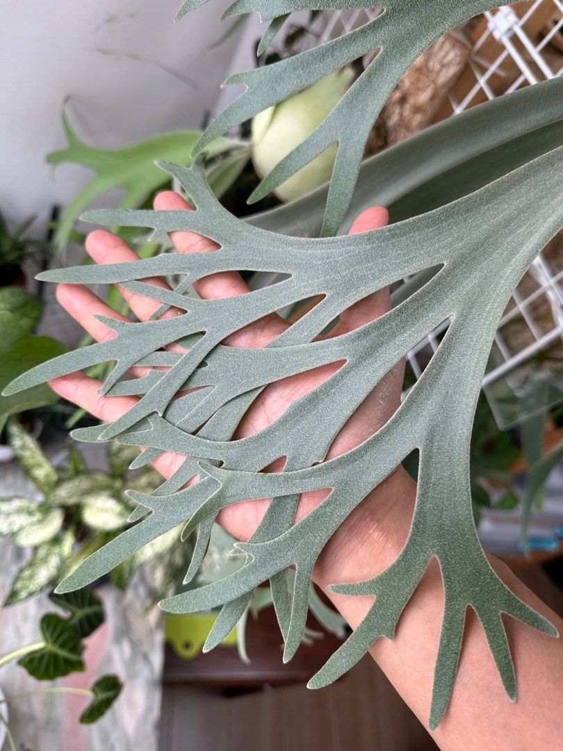 月光 鹿角 蕨 爪哇月光鹿角蕨Platycerium willinckii moonlight -水栖森林