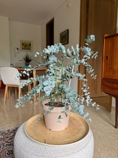 (Category: ) located in . Submitted by themediterraneangarden (Listing ID 1299009509, Image 1). Description: .