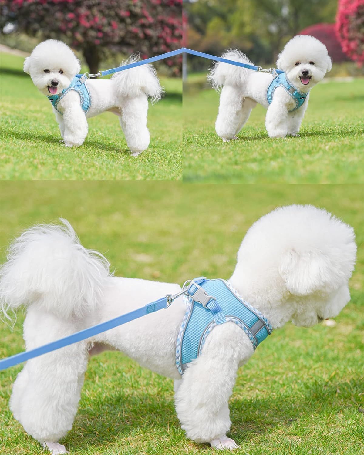 Xx small dog harness new arrivals