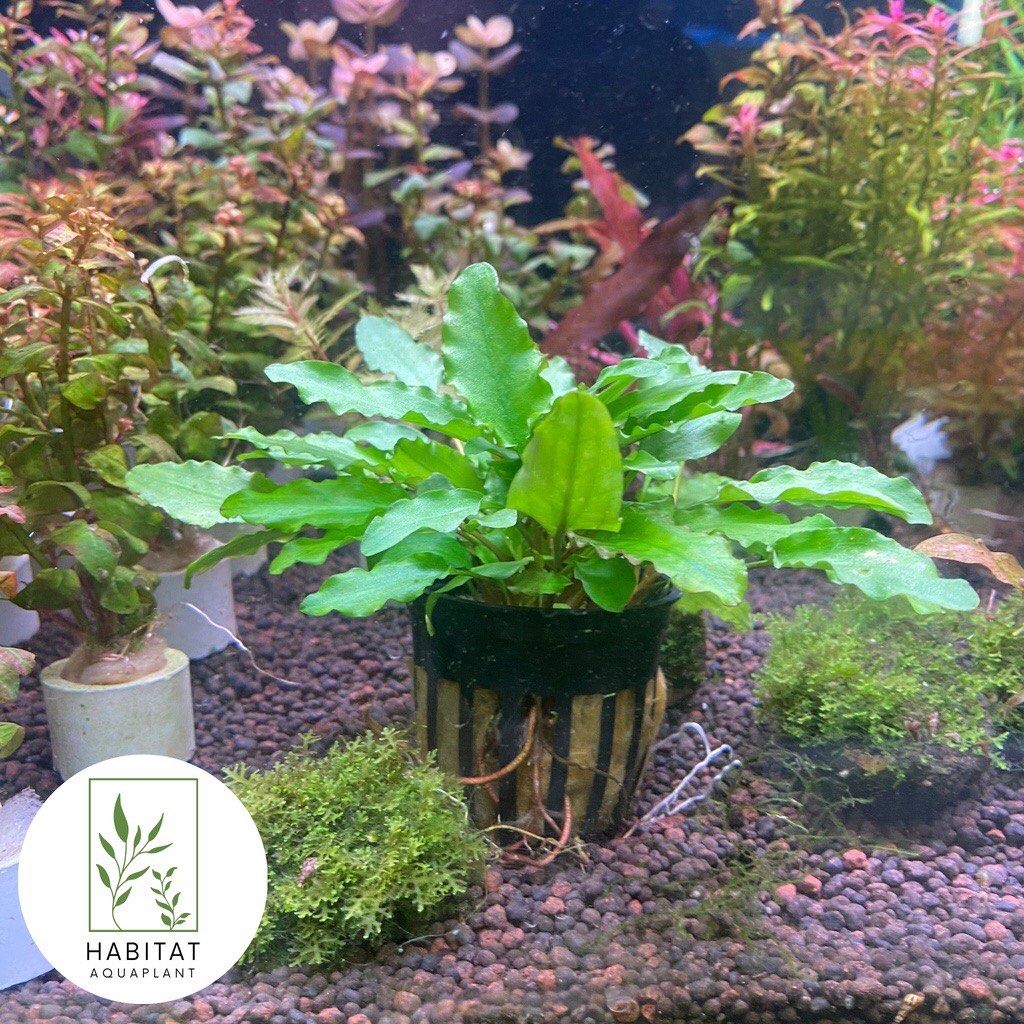 Crypto Wendtti Green Fresh Live Aquarium Aquatic Plants, Furniture & Home  Living, Gardening, Plants & Seeds on Carousell