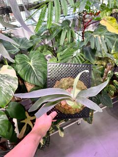 (Category: ) located in . Submitted by thebsea (Listing ID 1296242565, Image 1). Description: .