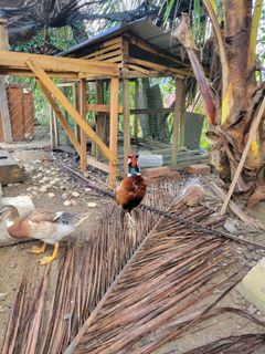 (Category: ) located in . Submitted by bellerazali (Listing ID 1296269516, Image 1). Description: .