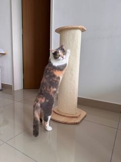 (Category: ) located in . Submitted by mikacc (Listing ID 1299111062, Image 1). Description: .