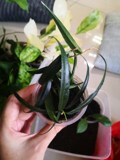 (Category: ) located in . Submitted by wanyee185 (Listing ID 1299196584, Image 1). Description: .