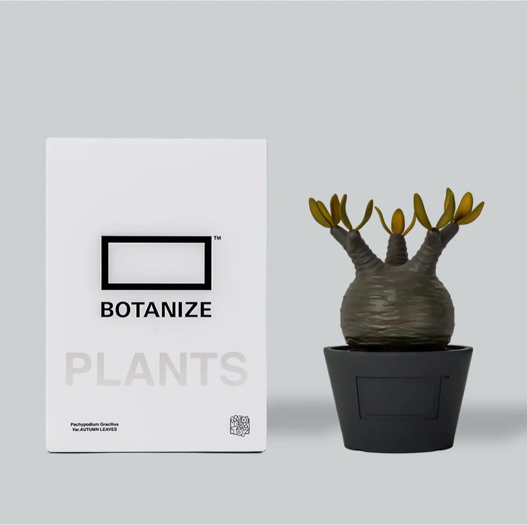 その他 MEDICOM TOY - Botanize  VCD Pachypodium Gracilius Var. VCD Pachypodium Gracilius Var. MEDICOM（MEDICOM TOY BOTANIZE