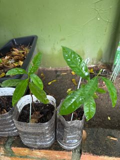 (Category: ) located in . Submitted by active_gardening (Listing ID 1299243549, Image 1). Description: .