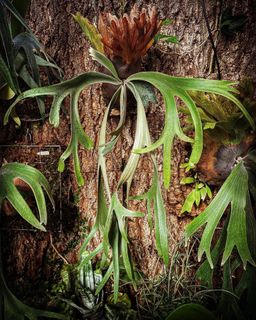 （分類：）位於 。 由 pteridology 提交（商品編號 1299250078，圖片 1）。簡介： 。