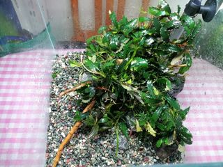 （分類：）位於 。 由 kpmartinchan 提交（商品編號 1299338641，圖片 1）。簡介： 。